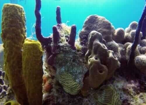 Reliable Full-day Tours and Adventures in Punta Cana | Marvi Tour 2025