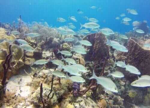 Reliable Full-day Tours and Adventures in Punta Cana | Marvi Tour 2025
