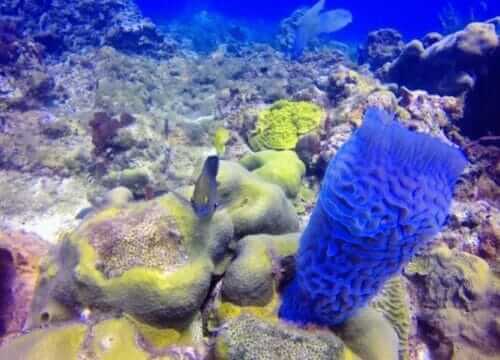 Reliable Full-day Tours and Adventures in Punta Cana | Marvi Tour 2025